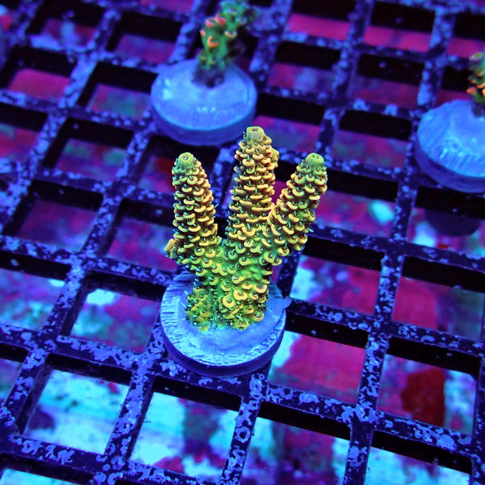 Rainbow Millepora Acro