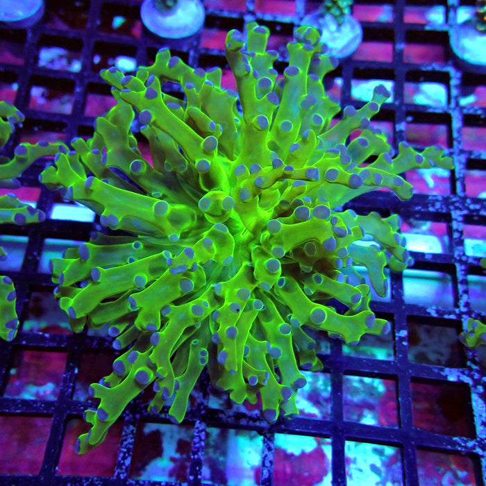 Green-Blue Tip Octospawn Euphyllia