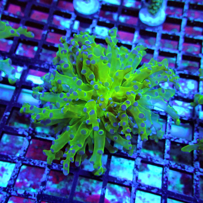 Green-Blue Tip Octospawn Euphyllia