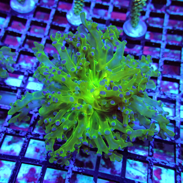 Green-Blue Tip Octospawn Euphyllia