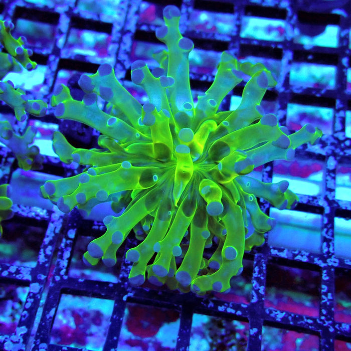 Green-Blue Tip Octospawn Euphyllia