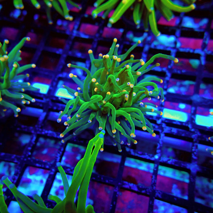 Green Torch Euphyllia Orange Tips