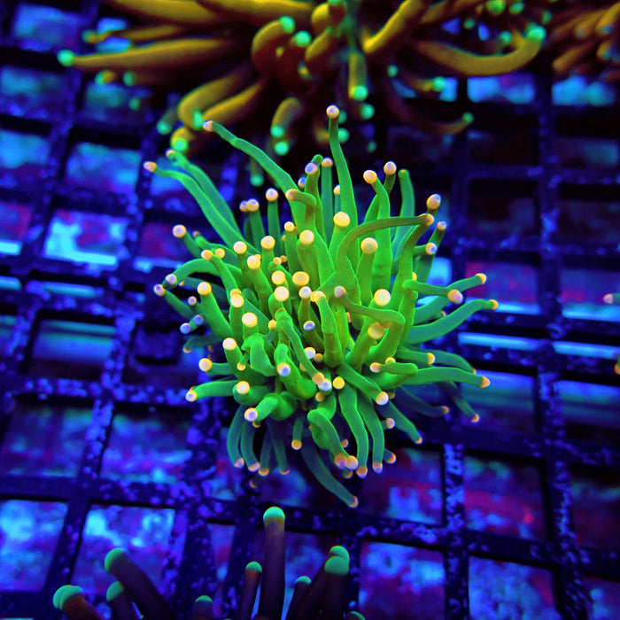Green Torch Euphyllia Orange Tips