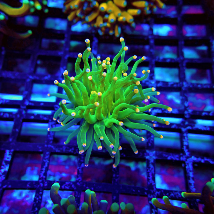 Green Torch Euphyllia Orange Tips