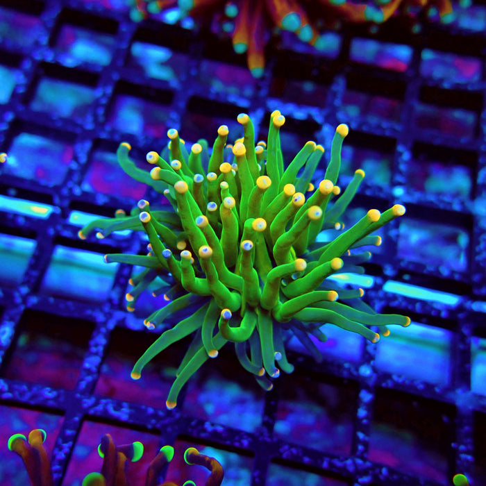 Green Torch Euphyllia Orange Tips