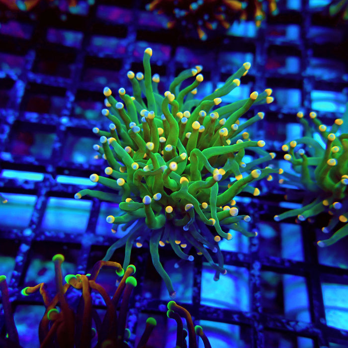 Green Torch Euphyllia Orange Tips