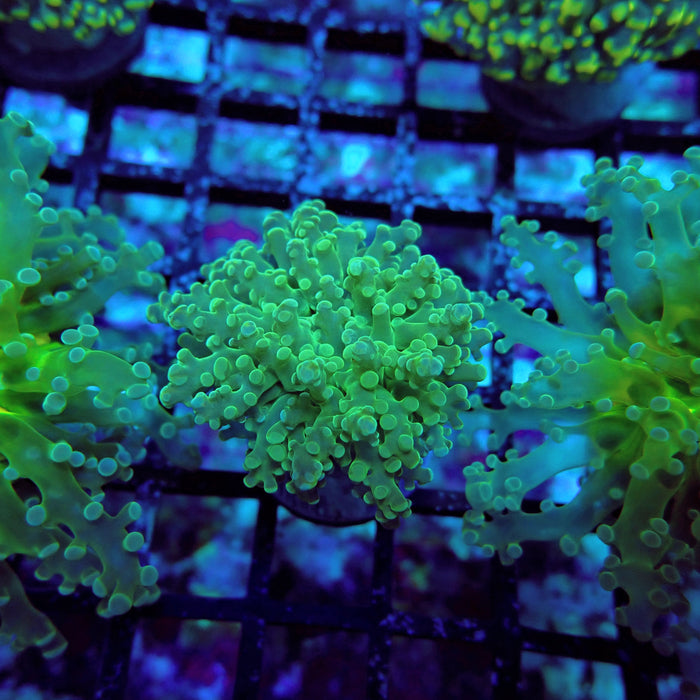 Green Tip Octospawn Euphyllia