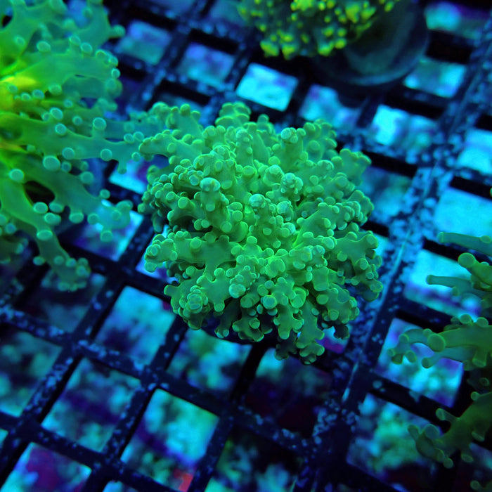 Green Tip Octospawn Euphyllia