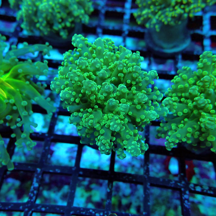 Green Tip Octospawn Euphyllia
