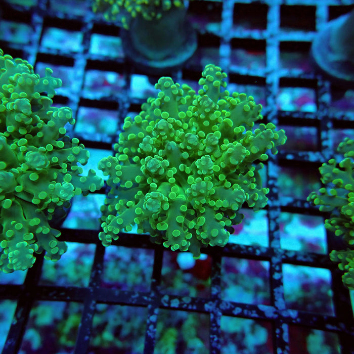 Green Tip Octospawn Euphyllia