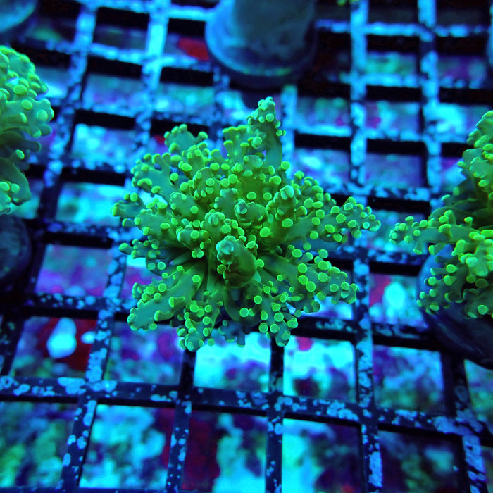 Green Tip Octospawn Euphyllia