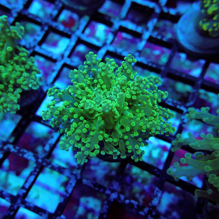 Green Tip Octospawn Euphyllia
