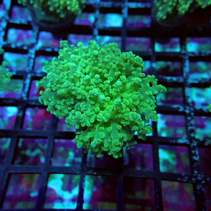 Green Tip Octospawn Euphyllia