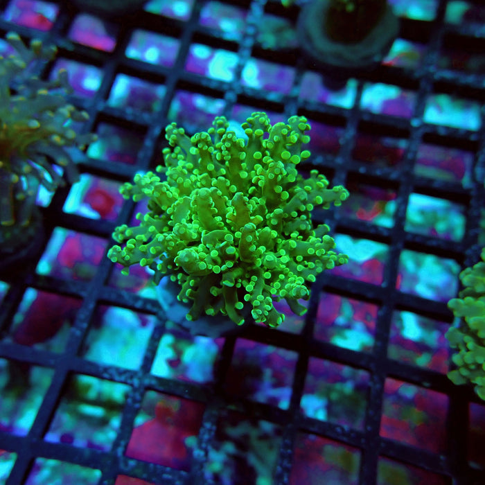 Green Tip Octospawn Euphyllia