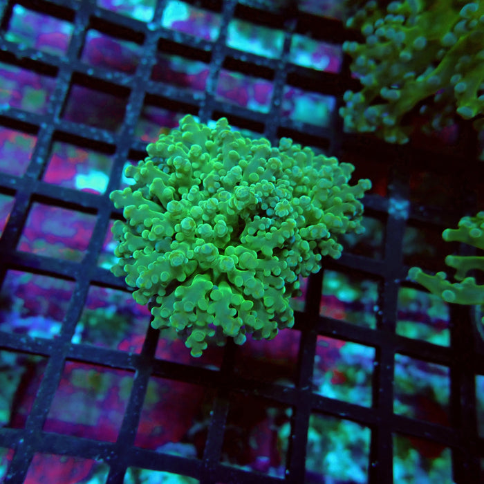 Green Tip Octospawn Euphyllia