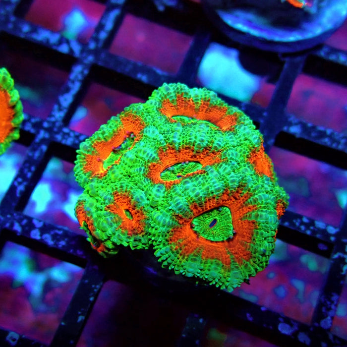 Acan Lord Coral Frag Ultra (14)