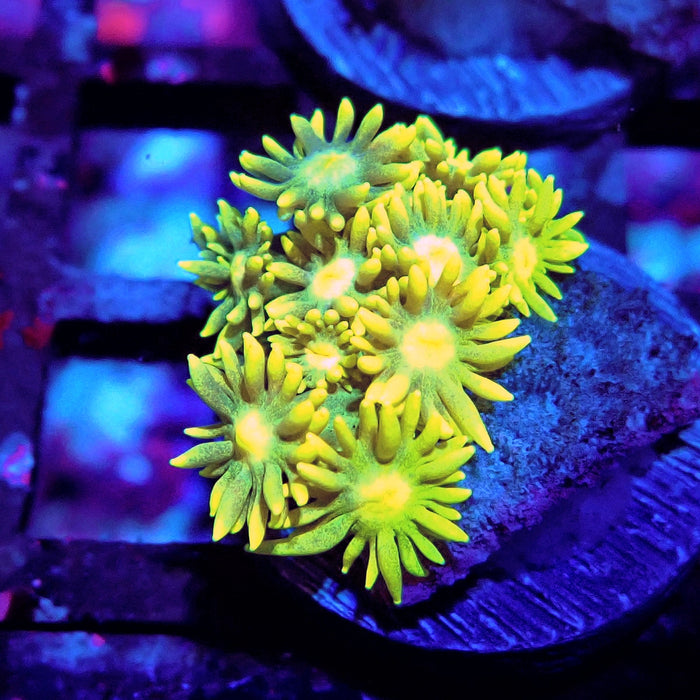 Multicolor Goniopora Frag (11)