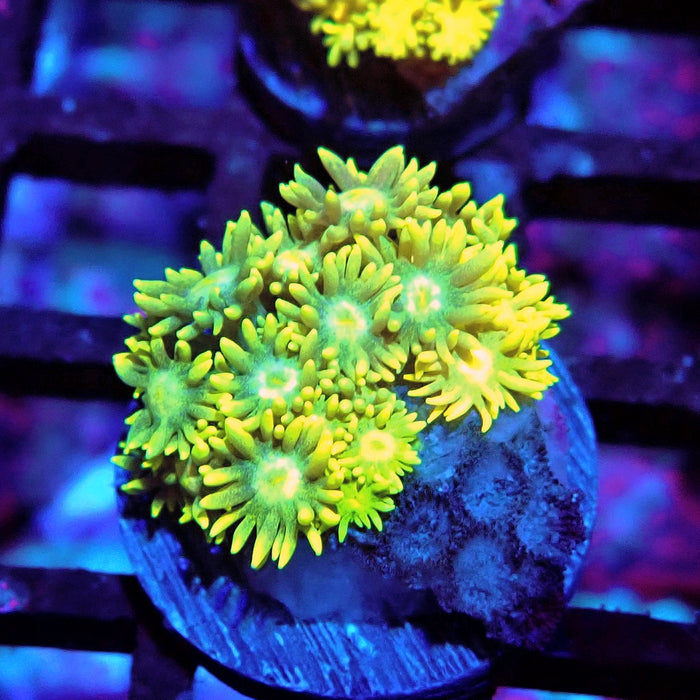 Multicolor Goniopora Frag (11)
