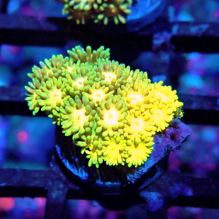 Multicolor Goniopora Frag (11)