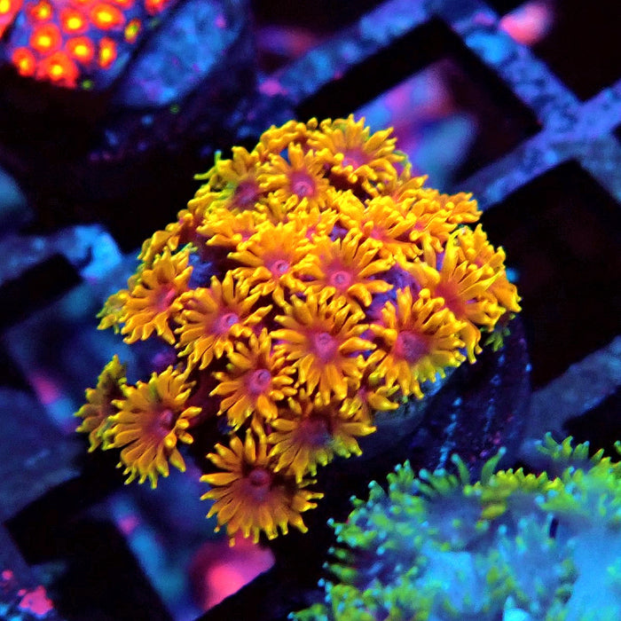 Goniopora Multicolor Ultra