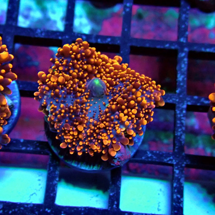 Fiery Ricordea Yuma Mushroom