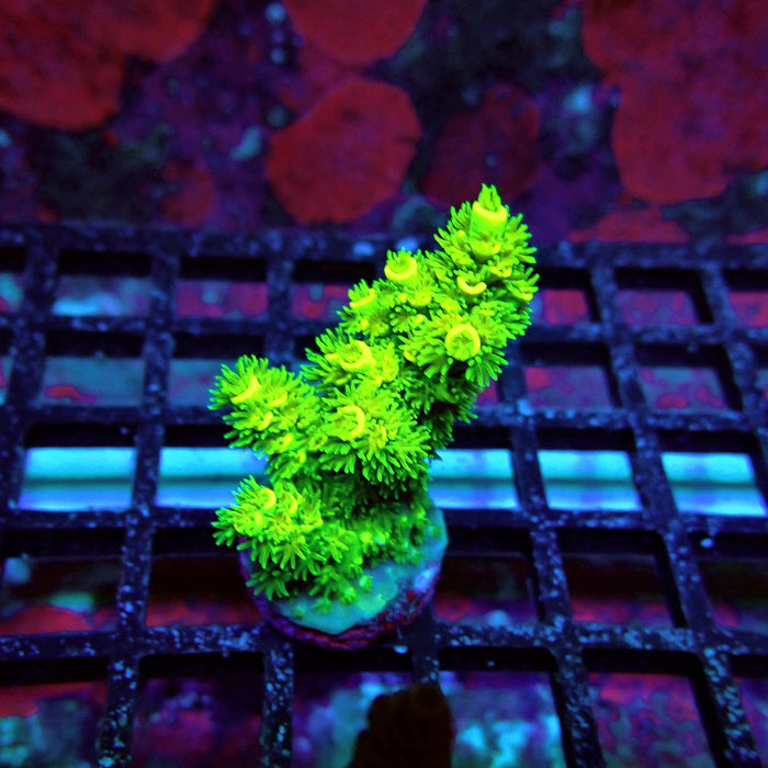 Neon Green Tenuis Acro