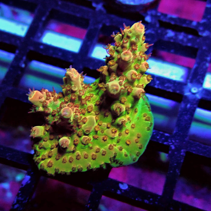 Aquaculture Frag Acro