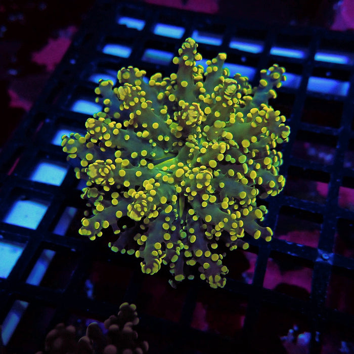 Yellow Bright Frogspawn Euphyllia