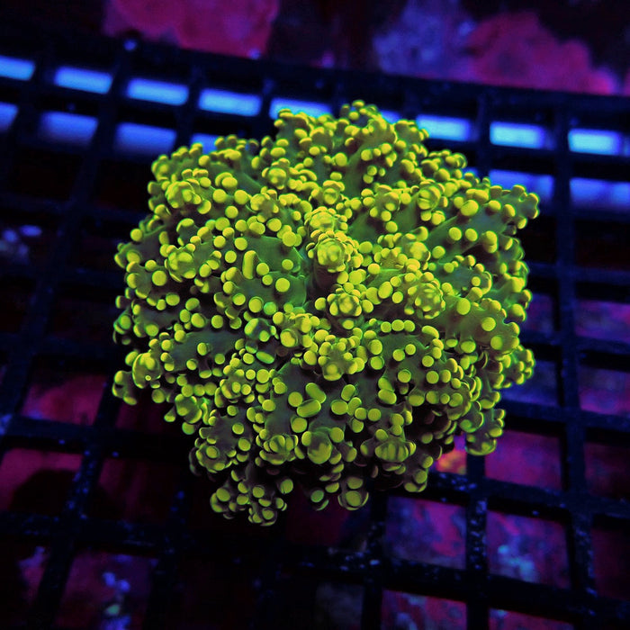 Yellow Bright Frogspawn Euphyllia