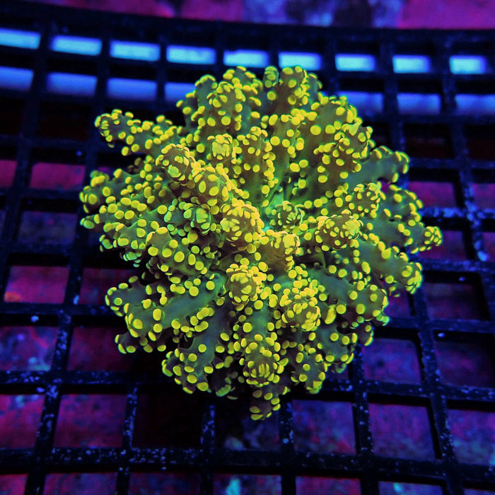 Yellow Bright Frogspawn Euphyllia