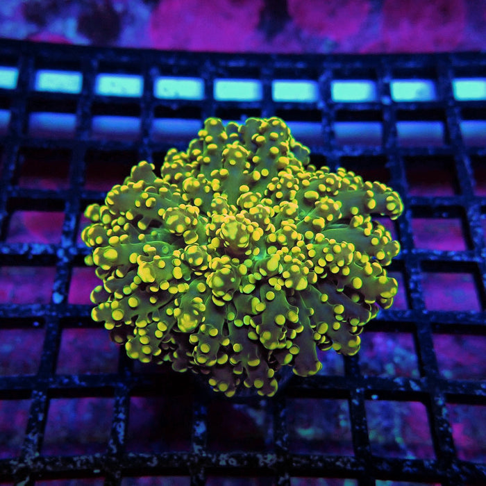 Yellow Bright Frogspawn Euphyllia