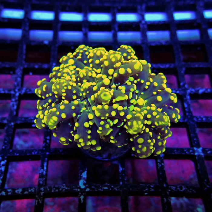 Yellow Bright Frogspawn Euphyllia