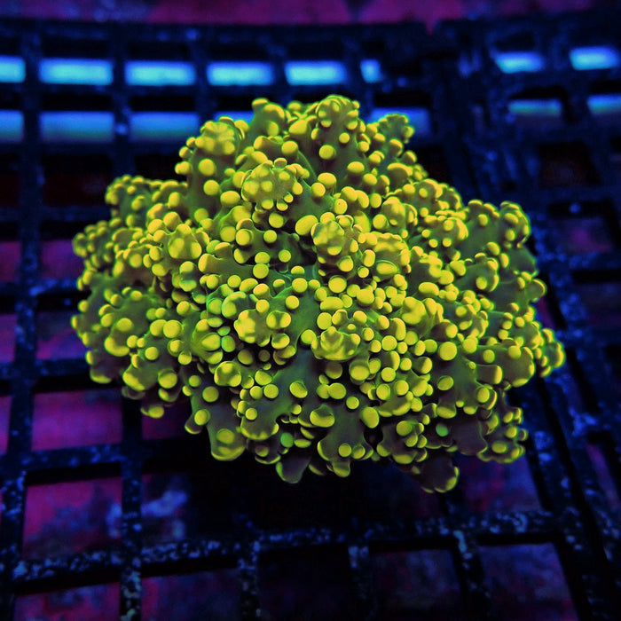 Yellow Bright Frogspawn Euphyllia
