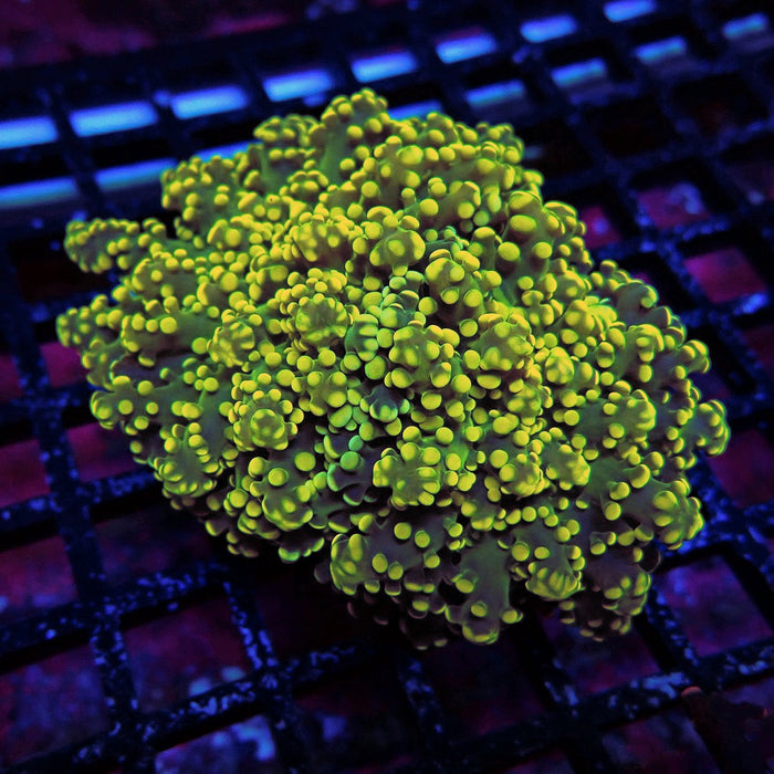 Yellow Bright Frogspawn Euphyllia