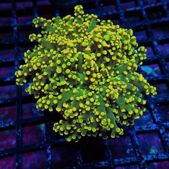 Yellow Bright Frogspawn Euphyllia