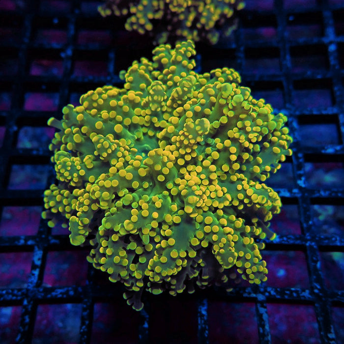 Yellow Bright Frogspawn Euphyllia