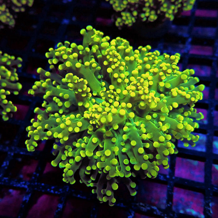 Yellow Bright Frogspawn Euphyllia