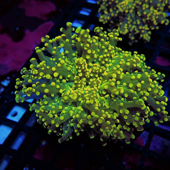Yellow Bright Frogspawn Euphyllia