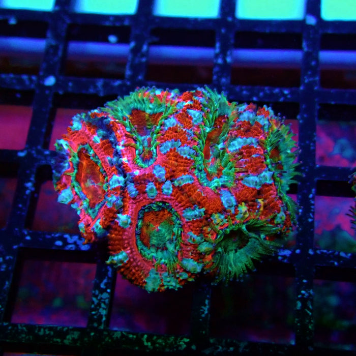 Acan Lord Coral Frag (3)