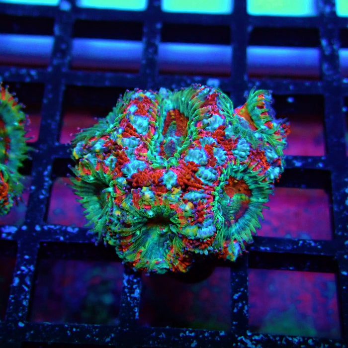 Acan Lord Coral Frag (3)