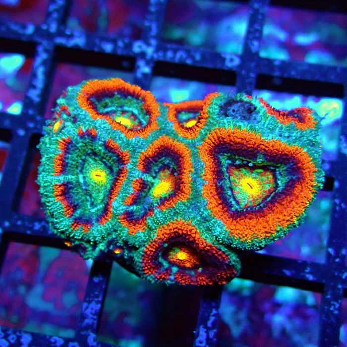 Acan Lord Coral Frag (17)