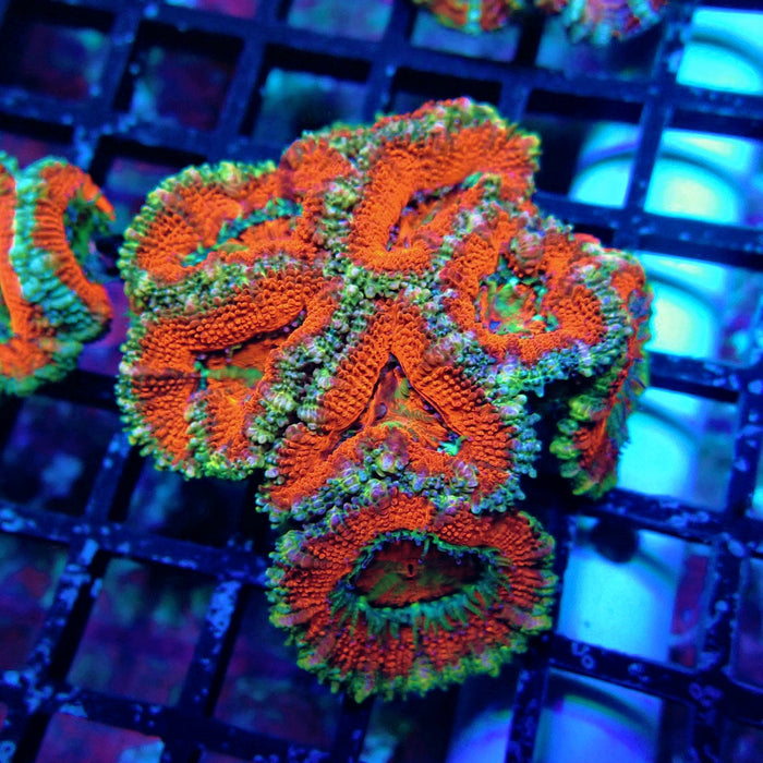 Acan Lord Coral Frag (30)