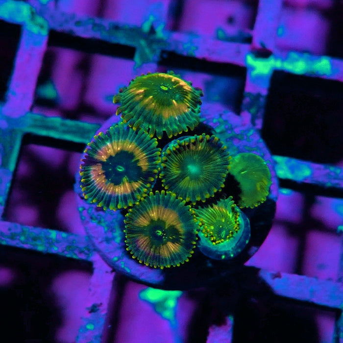 Ultra Zoas Frag