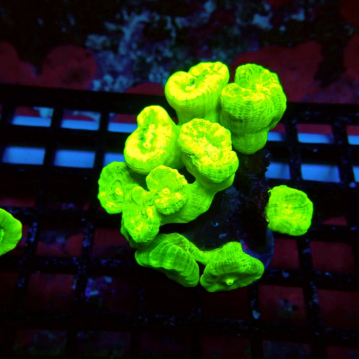 Ultra Neon Green Candy Cane