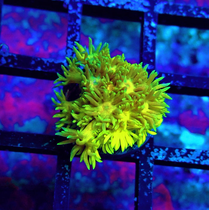 Rainbow Goniopora Frag