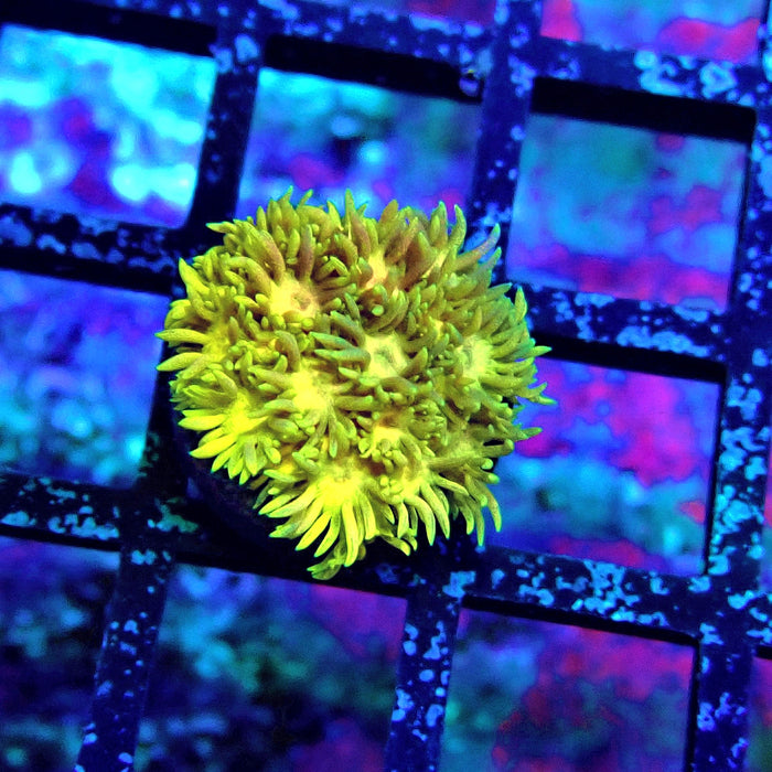 Rainbow Goniopora Frag