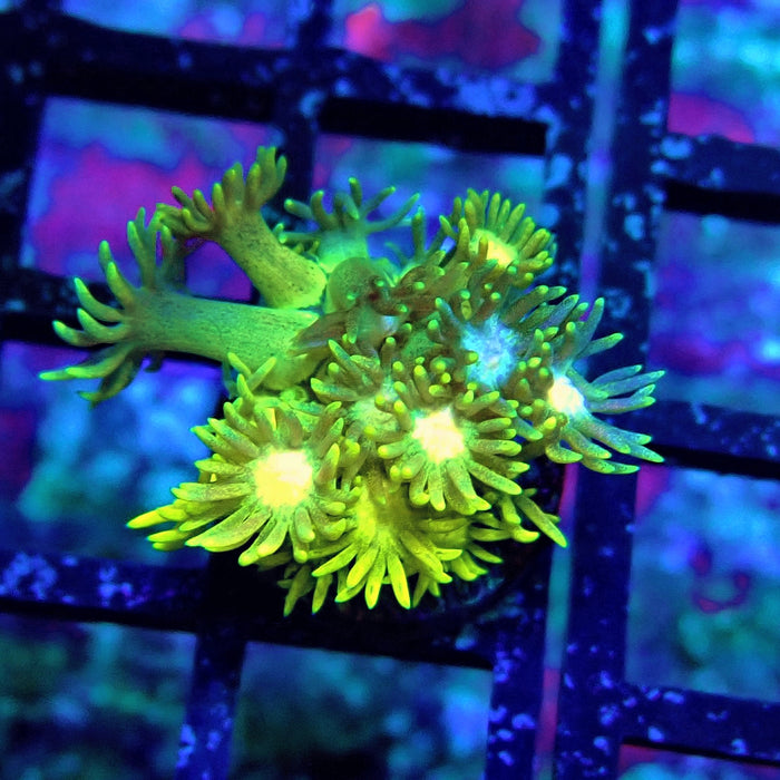 Rainbow Goniopora Frag