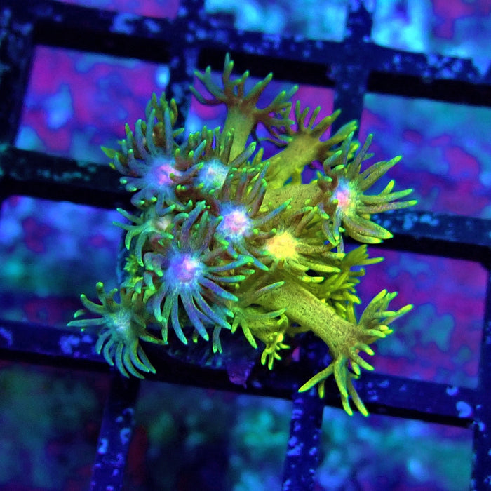 Rainbow Goniopora Frag