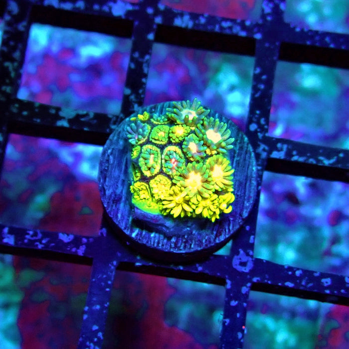 Rainbow Goniopora Frag