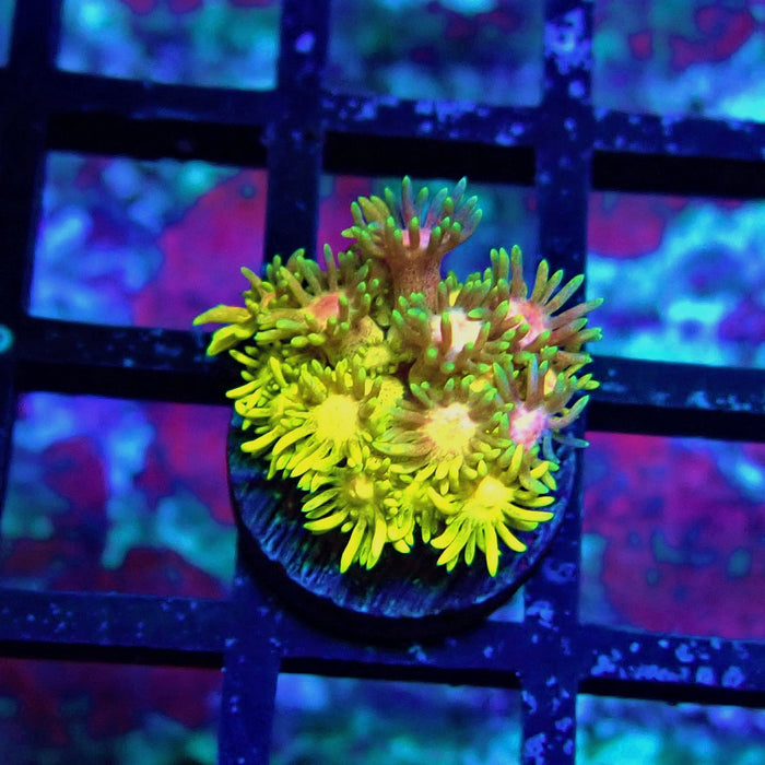 Rainbow Goniopora Frag